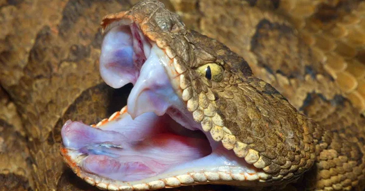 The Heroic Moment: When People Ran to Him, But He Had Already Bitten the Snake